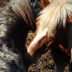 Poggio Dei Cavalieri