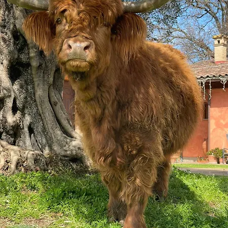 Poggio Dei Cavalieri ベッド・アンド・ブレックファスト 3*