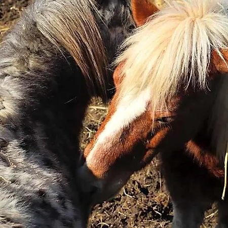 לינה וארוחת בוקר Poggio Dei Cavalieri Boccea